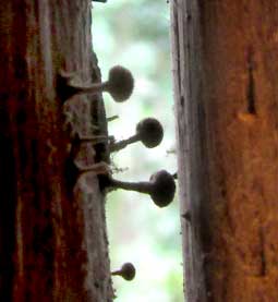 slime mold fruiting bodies on wooden poles