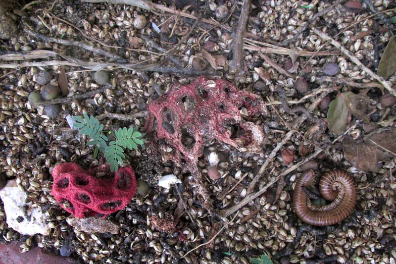 Clathrus crispus