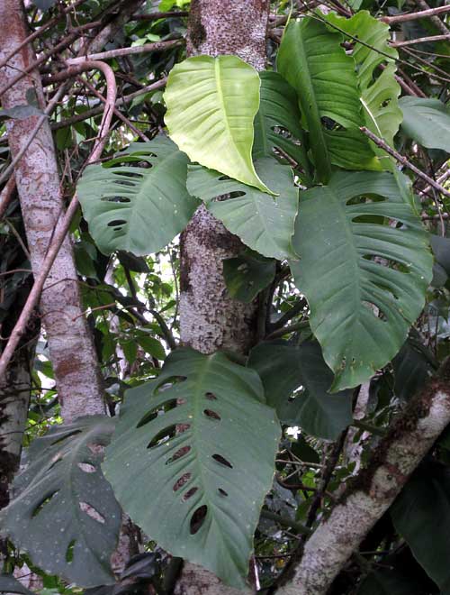 MONSTERA ACUMINATA