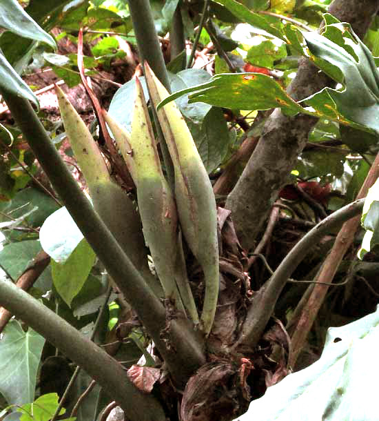 PHILODENDRON RADIATUM fruiting spadices