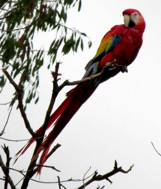 Scarlet Macaw, ARA MACAO