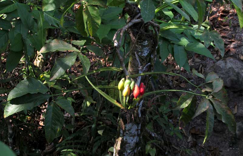 SYNGONIUM ANGUSTATUM