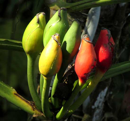 SYNGONIUM ANGUSTATUM fruiting spadices