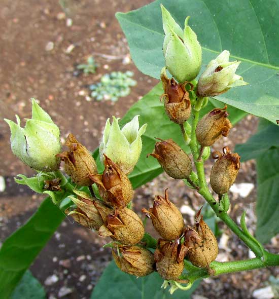 tobacco fruits