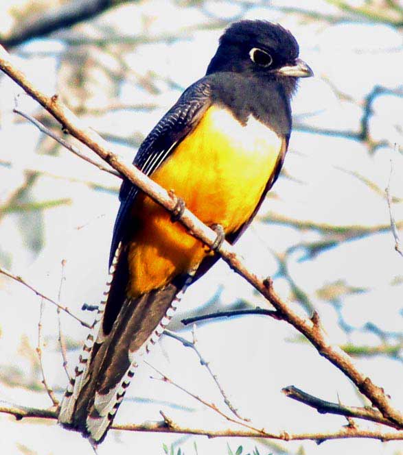 female Violaceous Trogon