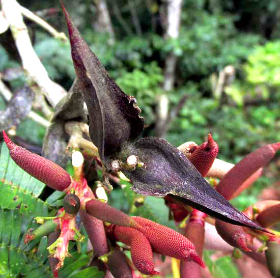 Maya Acacia, VACHELLI [ACACIA] MAYANA, thorns