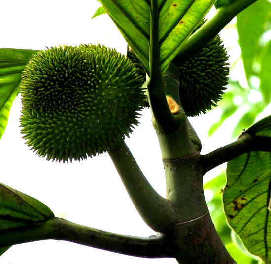 Breadnut, ARTOCARPUS CAMANSI, immature fruits