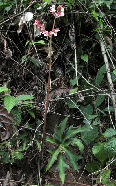 Star Begonia, BEGONIA HERACLEIFOLIA, in habitat