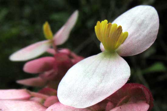 Star Begonia, BEGONIA HERACLEIFOLIA, male flower