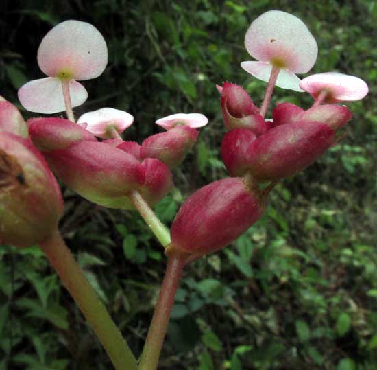 Star Begonia, BEGONIA HERACLEIFOLIA, inflorescence bracts