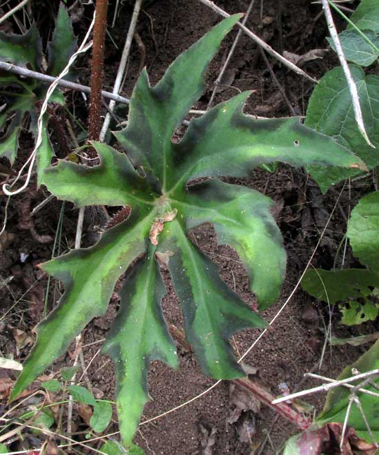 Star Begonia, BEGONIA HERACLEIFOLIA, leaf