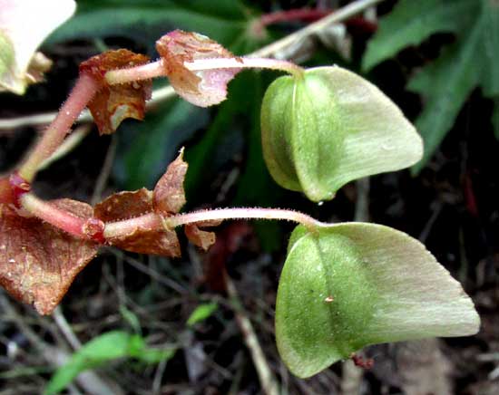 Star Begonia, BEGONIA HERACLEIFOLIA, fruits