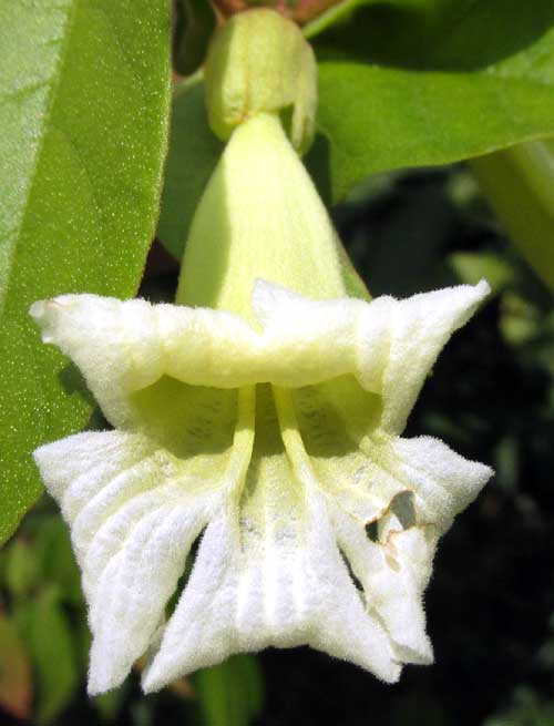STIZOPHYLLUM RIPARIUM, flower from front