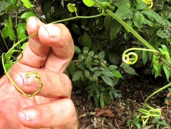 CYDISTA POTOSINA, tendrils