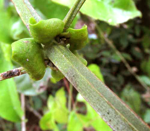 CYDISTA POTOSINA, stem and stipules