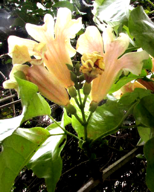 CYDISTA POTOSINA, flowers and leaves