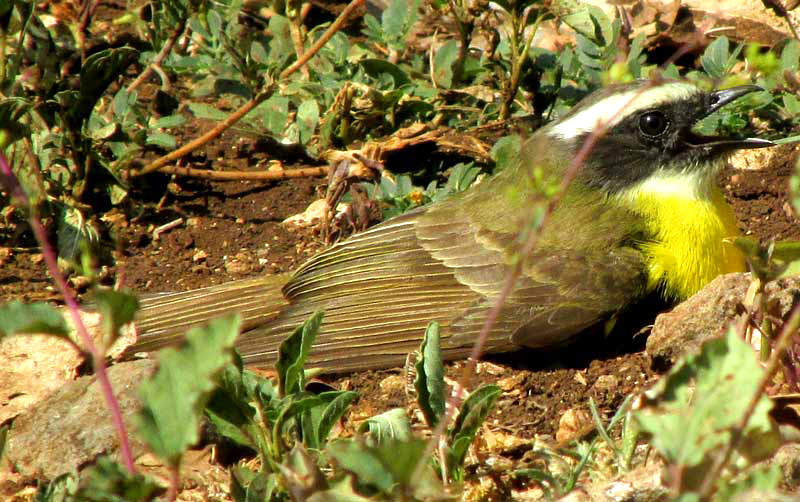 DUST-BATHING SOCIAL FLYCATCHER