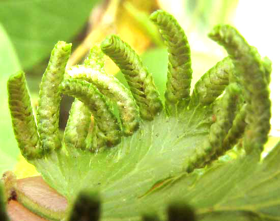 LYGODIUM VENUSTUM, marginal spikes