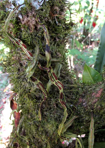 PLEOPELTIS ASTROLEPIS