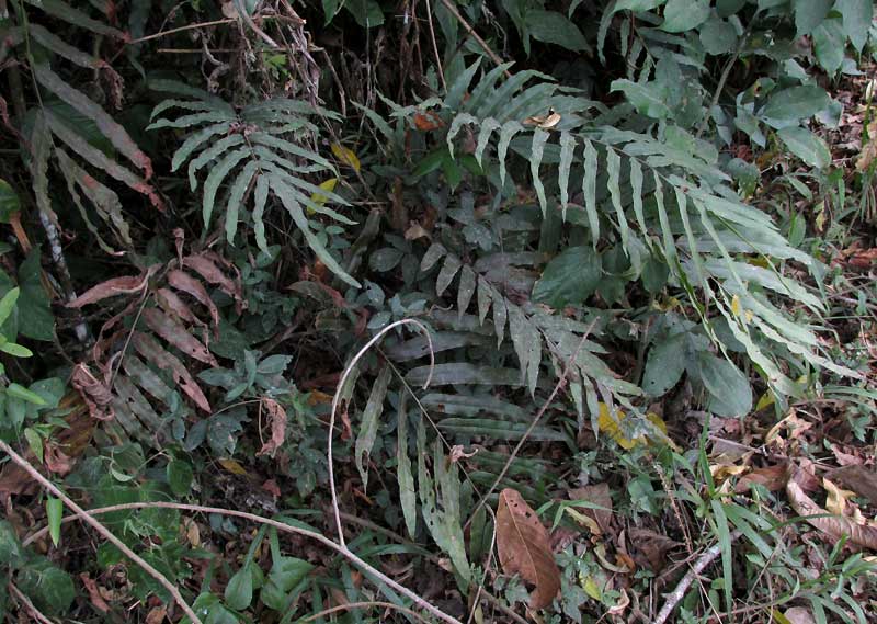 Elephantleaf Brake, PTERIS GRANDIFOLIA, habitat