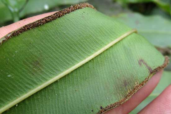 Elephantleaf Brake, PTERIS GRANDIFOLIA, sporangia