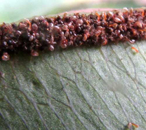 Elephantleaf Brake, PTERIS GRANDIFOLIA, sporangia close-up