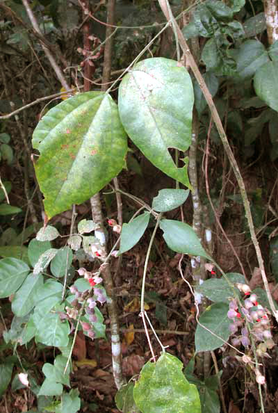 Rosary Snoutbean, RHYNCHOSIA PRECATORIA