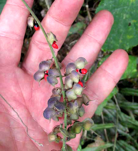 Rosary Snoutbean, RHYNCHOSIA PRECATORIA, legumes