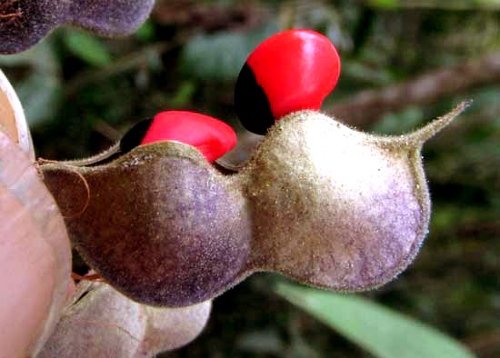 Rosary Snoutbean, RHYNCHOSIA PRECATORIA, legume close-up