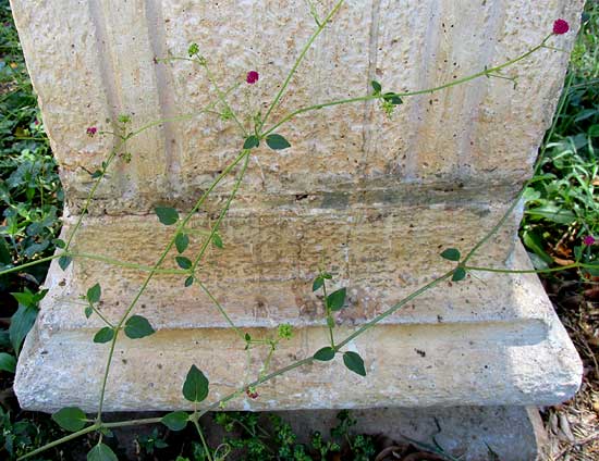 Scarlet Spiderling, BOERHAVIA COCCINEA, habit