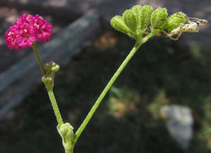 Scarlet Spiderling, BOERHAVIA COCCINEA, flowers, fruits