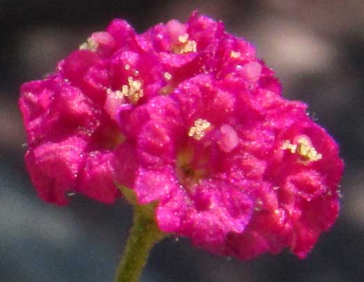 Scarlet Spiderling, BOERHAVIA COCCINEA, flowers
