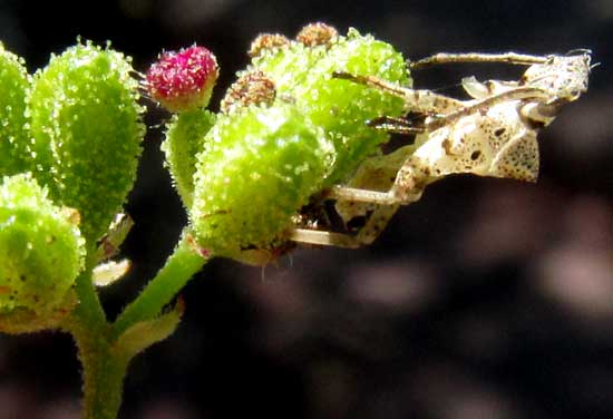 Scarlet Spiderling, BOERHAVIA COCCINEA, fruits