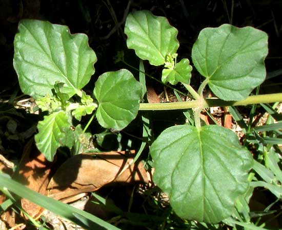 Scarlet Spiderling, BOERHAVIA COCCINEA, leaves