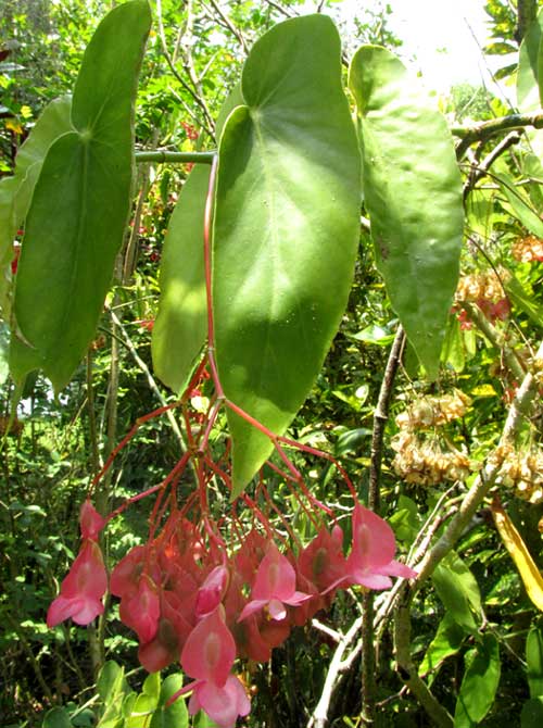 Angel Wing Begonia, BEGONIA COCCINEA, leaves and flowers