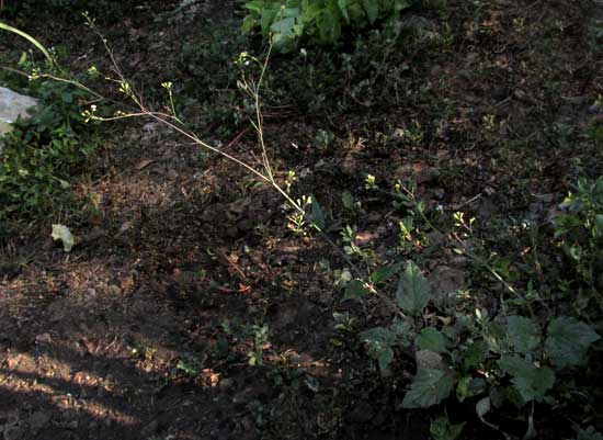 Erect Spiderling, BOERHAVIA ERECTA