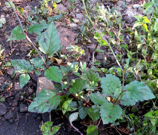 Erect Spiderling, BOERHAVIA ERECTA, leaves