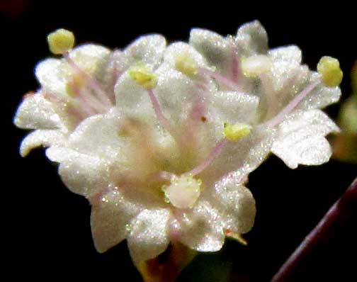 Erect Spiderling, BOERHAVIA ERECTA, flowers