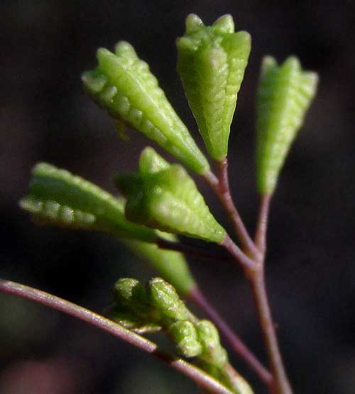 Erect Spiderling, BOERHAVIA ERECTA, fruits