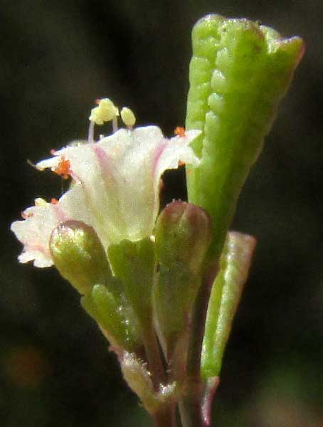 Erect Spiderling, BOERHAVIA ERECTA, flowers side view