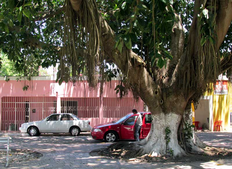 Rubber Plant, FICUS ELASTICA