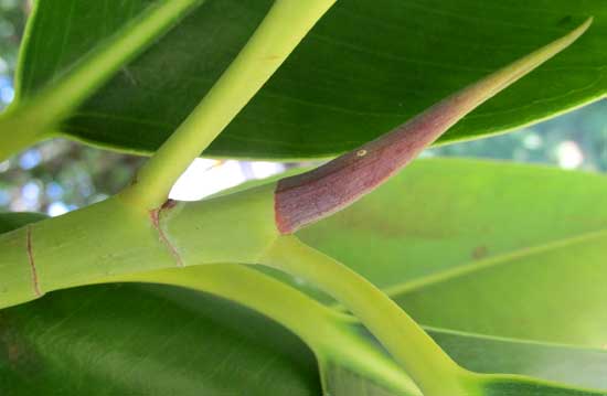 Rubber Plant, FICUS ELASTICA, stem and terminal bud