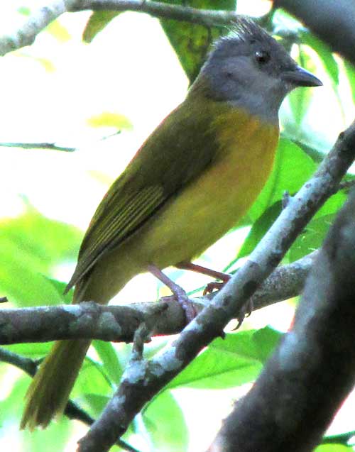 GRAY-HEADED TANAGER