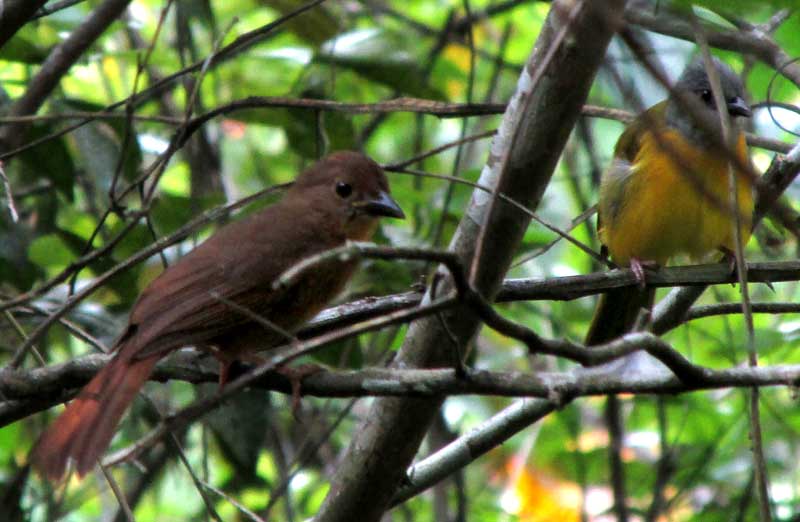 GRAY-HEADED TANAGER