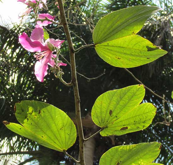 Hybrid Orchid Tree, BAUHINIA x BLAKEANA, leaves