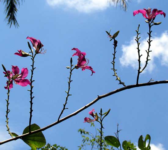 Hybrid Orchid Tree, BAUHINIA x BLAKEANA, flowers on naked racemes