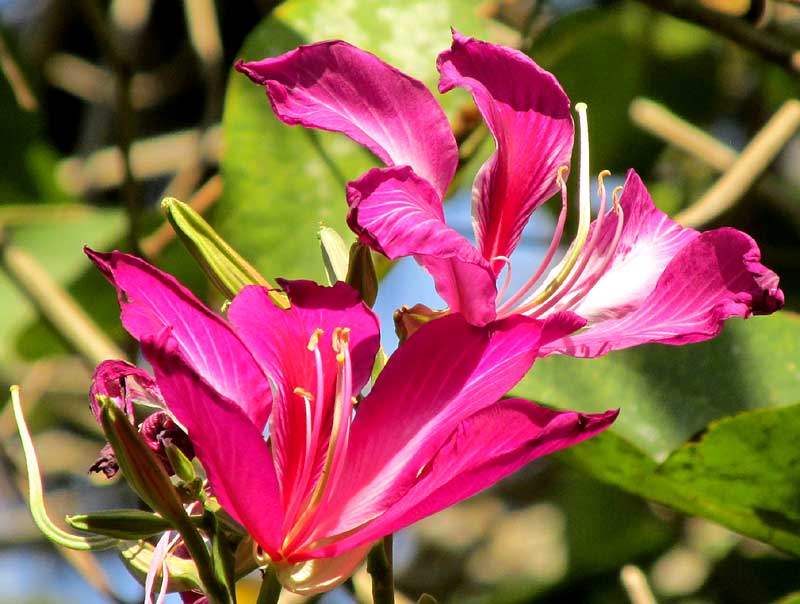 Hybrid Orchid Tree, BAUHINIA x BLAKEANA, flowers