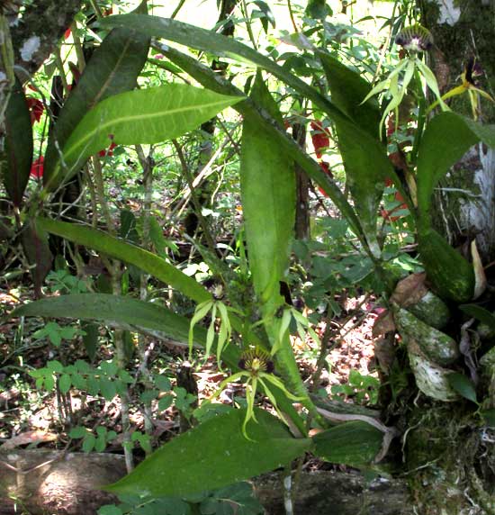 Cockleshell Orchid, PROSTHECHEA COCHLEATA