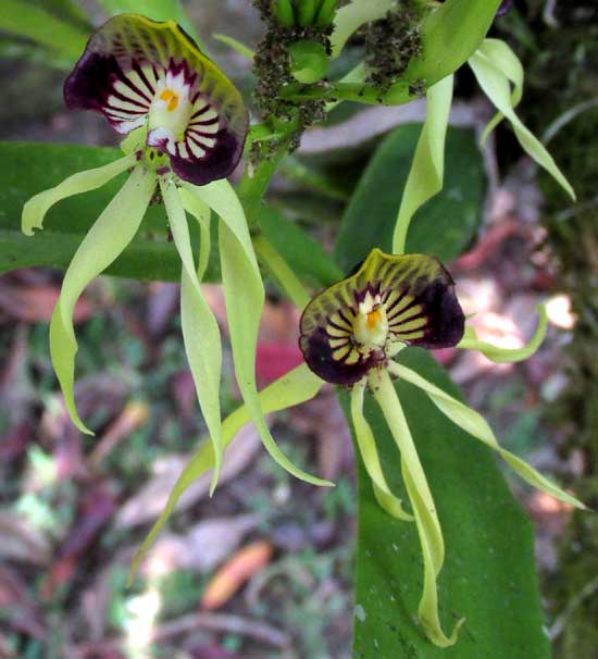 Cockleshell Orchid, PROSTHECHEA COCHLEATA, flowers