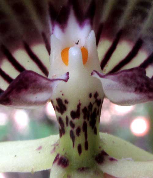 Cockleshell Orchid, PROSTHECHEA COCHLEATA, gynandrium